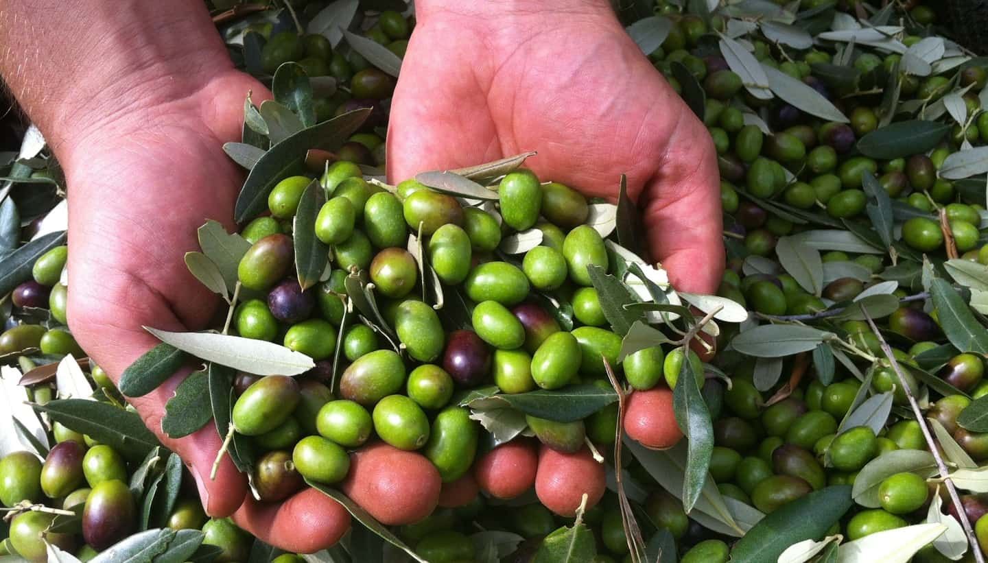 Olive Oil: Liquid Gold of Istria